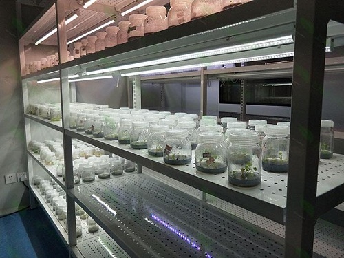 贾汪植物组织培养实验室设计建设方案
